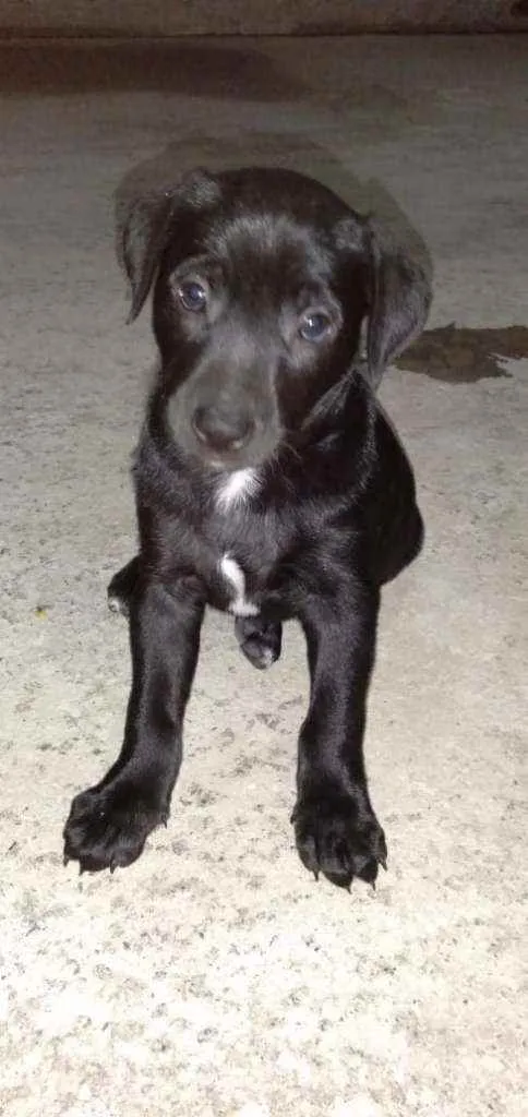 Cachorro ra a Vira -lata idade Abaixo de 2 meses nome Valder
