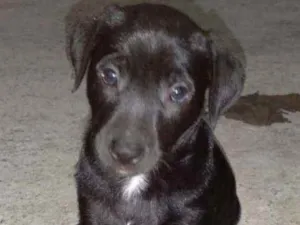 Cachorro raça Vira -lata idade Abaixo de 2 meses nome Valder