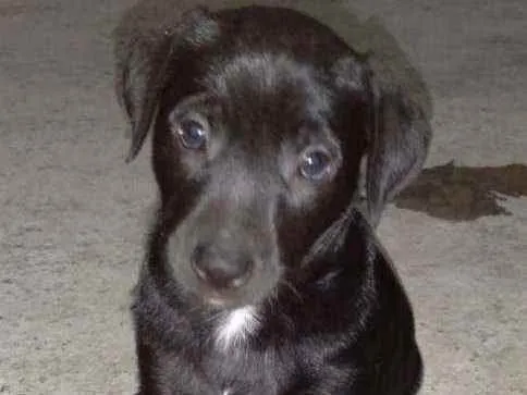 Cachorro ra a Vira -lata idade Abaixo de 2 meses nome Valder