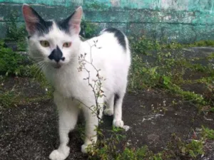 Gato raça  idade 7 a 11 meses nome Baby