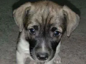 Cachorro raça Vira -lata idade Abaixo de 2 meses nome Kello