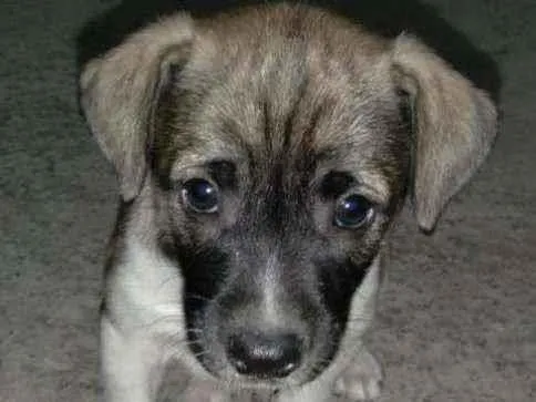 Cachorro ra a Vira -lata idade Abaixo de 2 meses nome Kello