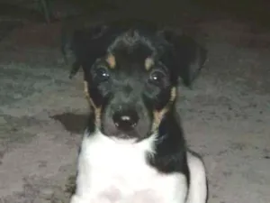 Cachorro raça Vira -lata idade Abaixo de 2 meses nome Cheuda