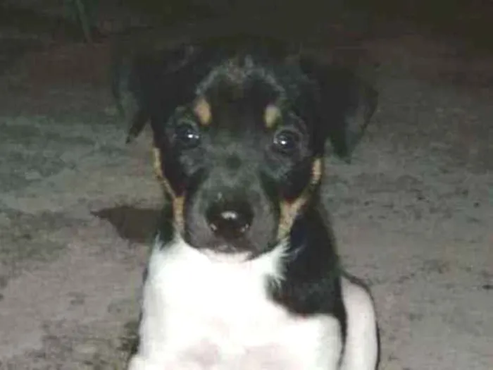 Cachorro ra a Vira -lata idade Abaixo de 2 meses nome Cheuda