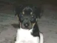 Cheuda