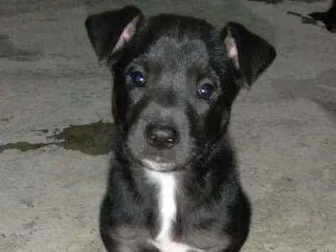 Cachorro ra a Vira -lata idade Abaixo de 2 meses nome Bruto