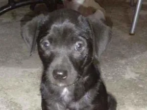 Cachorro raça Vira -lata idade Abaixo de 2 meses nome Lemer