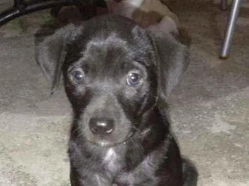 Cachorro ra a Vira -lata idade Abaixo de 2 meses nome Lemer