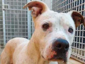 Cachorro raça SRD idade 4 anos nome Borris