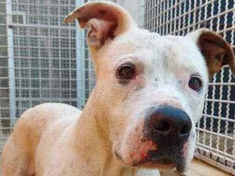 Cachorro raça SRD idade 4 anos nome Borris