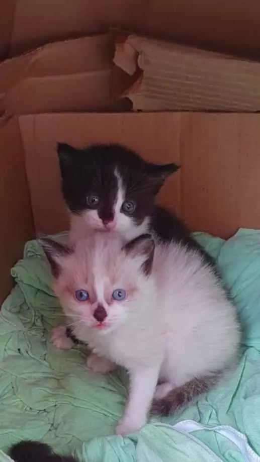 Gato ra a SRD idade Abaixo de 2 meses nome Pingo e Flocos 