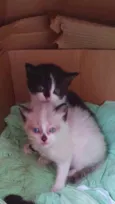 Pingo e Flocos