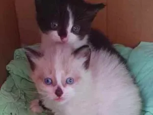 Gato raça SRD idade Abaixo de 2 meses nome Pingo e Flocos 