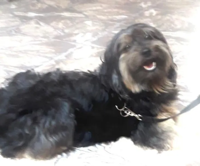 Cachorro raça MIX YORKSHIRE idade 2 anos nome YORK