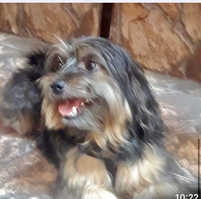 Cachorro raça MIX YORKSHIRE idade 2 anos nome YORK