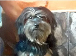 Cachorro raça MIX YORKSHIRE idade 2 anos nome YORK