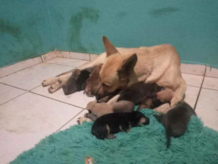Cachorro ra a Filhotes pastor alemão belga  idade Abaixo de 2 meses nome Pitu,lili,cadu