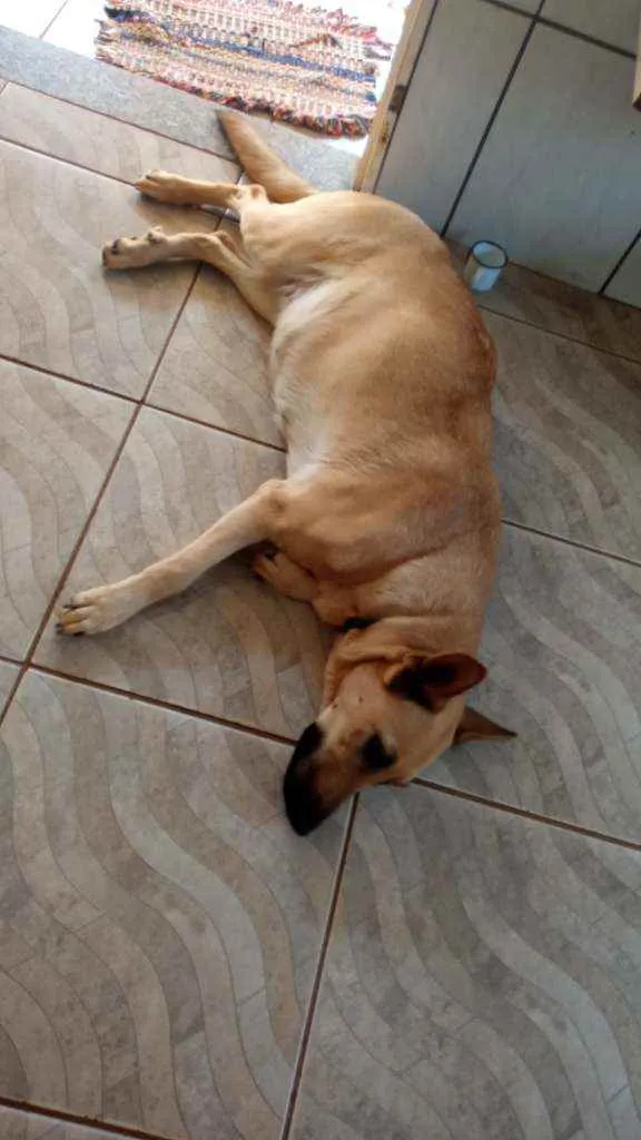 Cachorro ra a Filhotes pastor alemão belga  idade Abaixo de 2 meses nome Pitu,lili,cadu