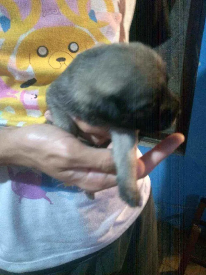 Cachorro ra a Vira lata  idade Abaixo de 2 meses nome Sem nome 