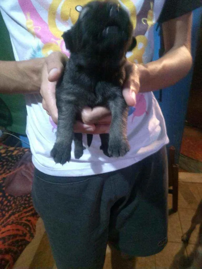 Cachorro ra a Vira lata  idade Abaixo de 2 meses nome Sem nome 