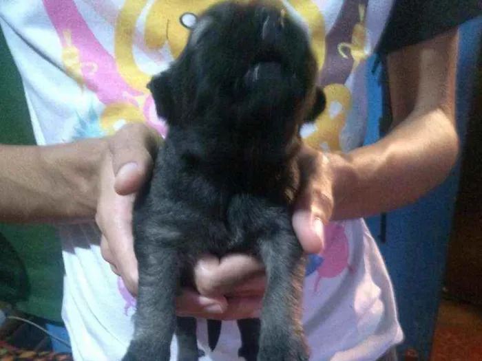 Cachorro ra a Vira lata  idade Abaixo de 2 meses nome Sem nome 