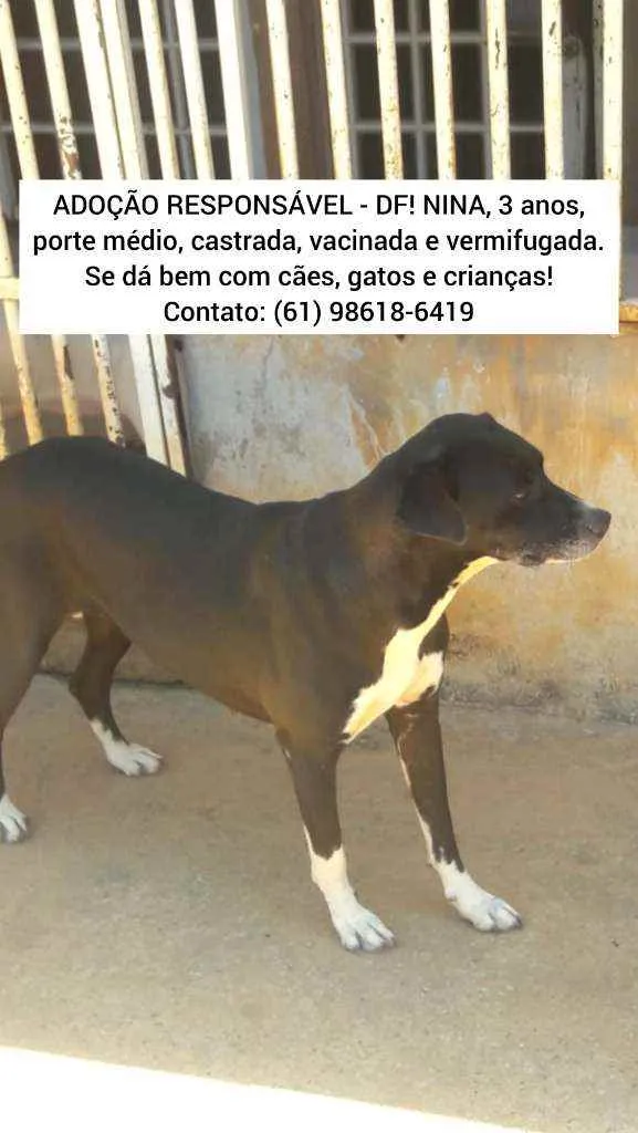 Cachorro ra a SRD idade 3 anos nome Nina