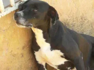 Cachorro raça SRD idade 3 anos nome Nina