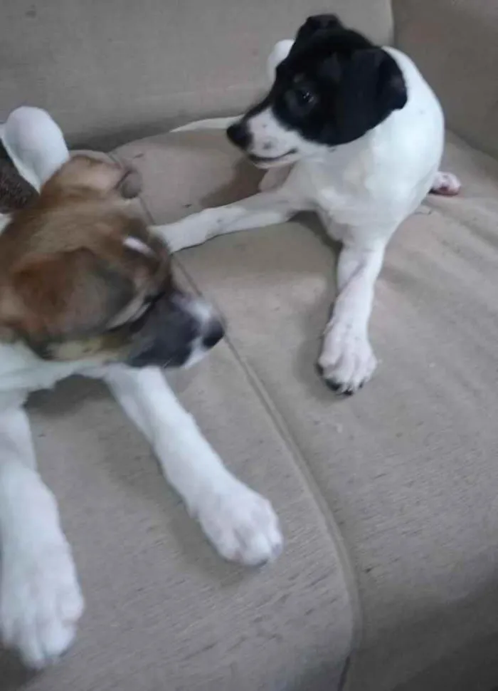 Cachorro ra a SRD idade 2 a 6 meses nome Filhotes