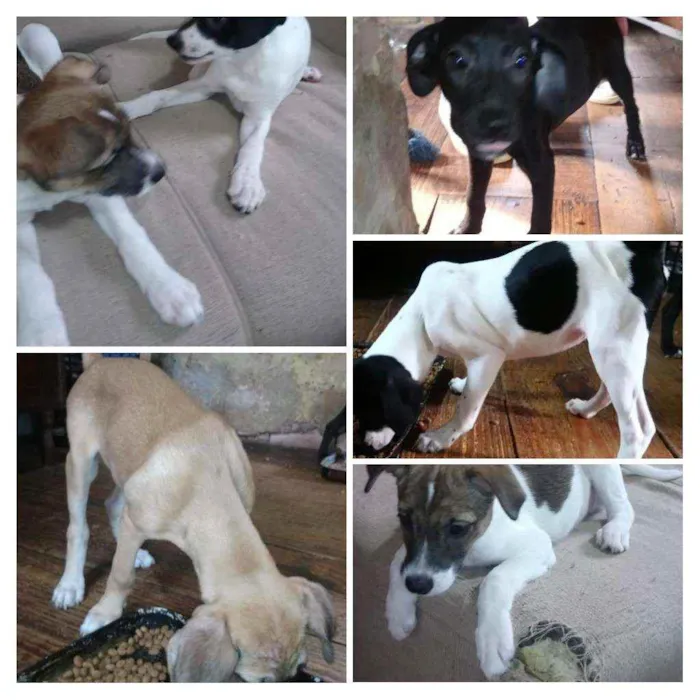 Cachorro ra a SRD idade 2 a 6 meses nome Filhotes