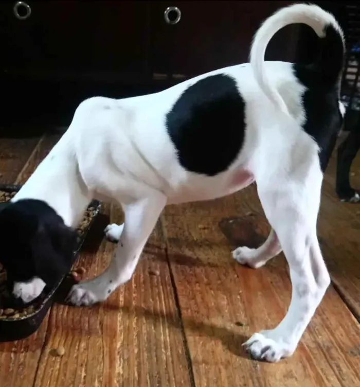 Cachorro ra a SRD idade 2 a 6 meses nome Filhotes