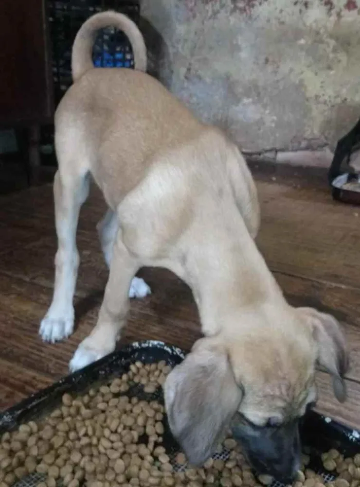 Cachorro ra a SRD idade 2 a 6 meses nome Filhotes