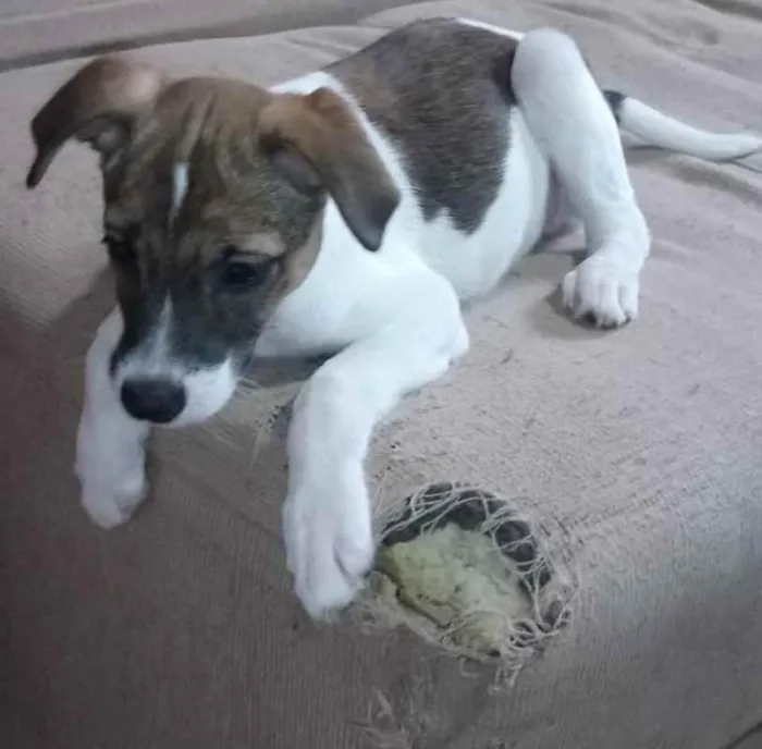 Cachorro ra a SRD idade 2 a 6 meses nome Filhotes
