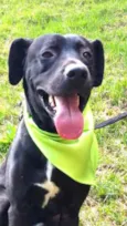Rufus