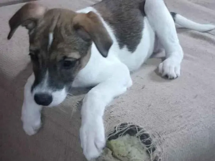 Cachorro ra a SRD idade 2 a 6 meses nome Filhotes