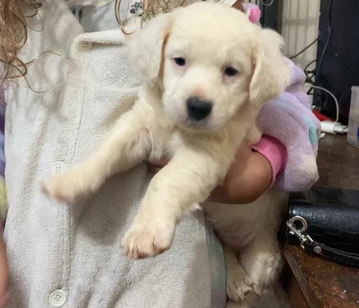 Cachorro ra a Vira latas  idade Abaixo de 2 meses nome Creme