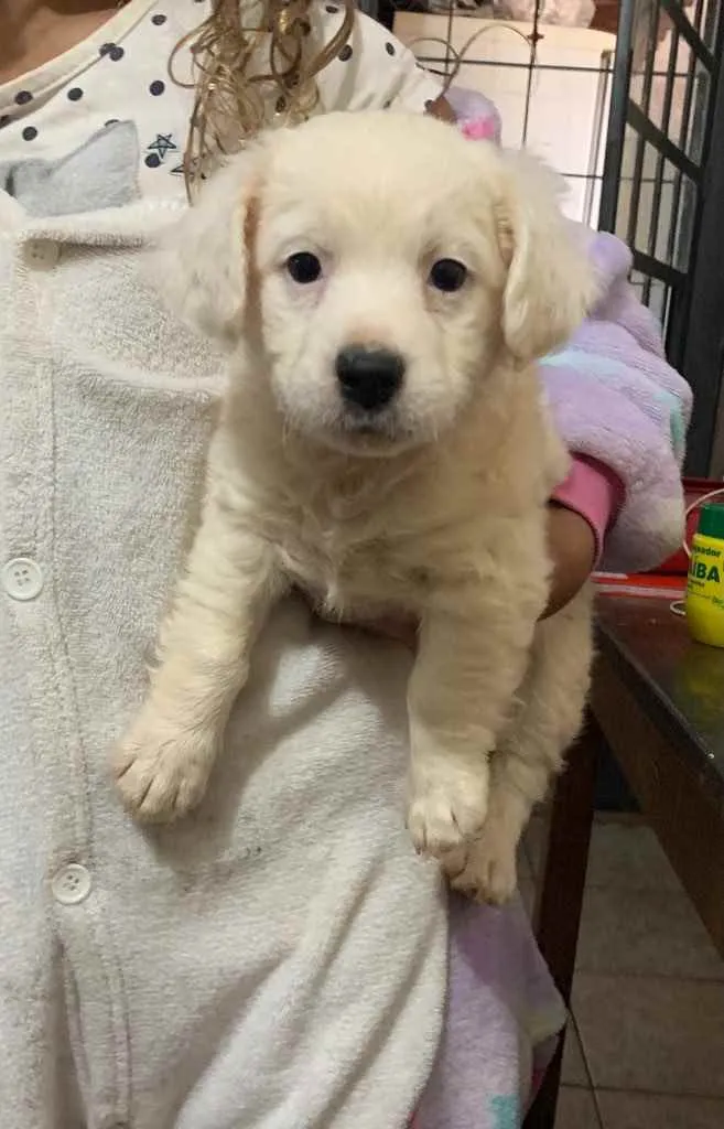 Cachorro ra a Vira latas  idade Abaixo de 2 meses nome Creme