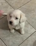 Creme