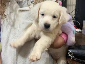 Cachorro raça Vira latas  idade Abaixo de 2 meses nome Creme