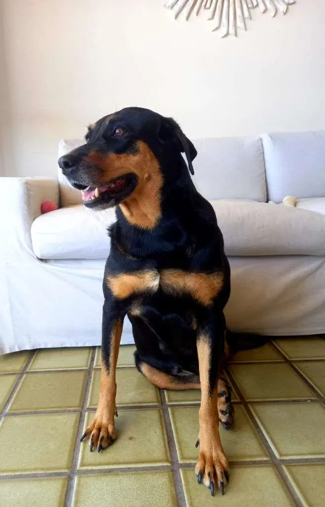 Cachorro ra a SRD-ViraLata idade 3 anos nome Cacau