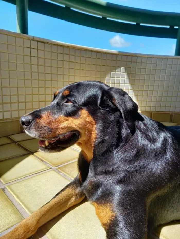 Cachorro ra a SRD-ViraLata idade 3 anos nome Cacau