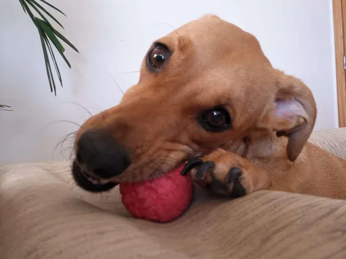 Cachorro ra a SRD-ViraLata idade 2 anos nome Queno 