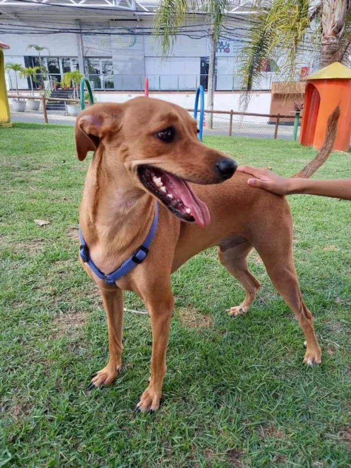 Cachorro ra a SRD-ViraLata idade 2 anos nome Queno 