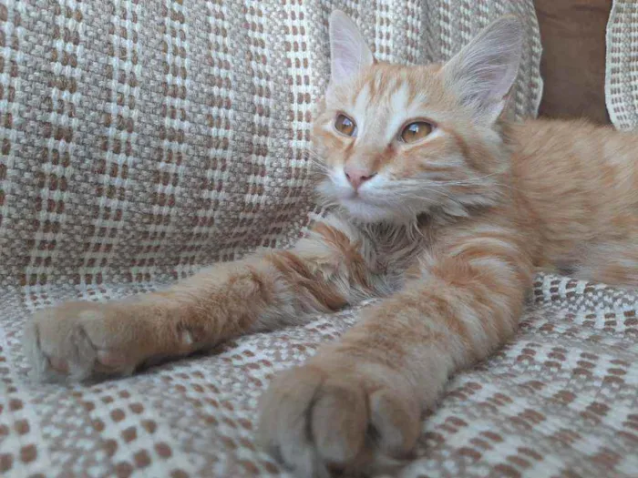 Gato ra a SRD idade 7 a 11 meses nome Stanley