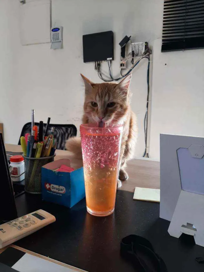 Gato ra a SRD idade 7 a 11 meses nome Stanley