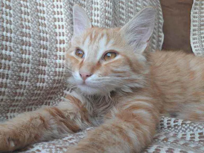 Gato ra a SRD idade 7 a 11 meses nome Stanley