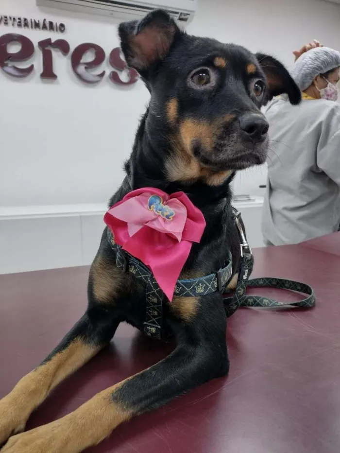 Cachorro raça SRD idade 1 ano nome Pandora