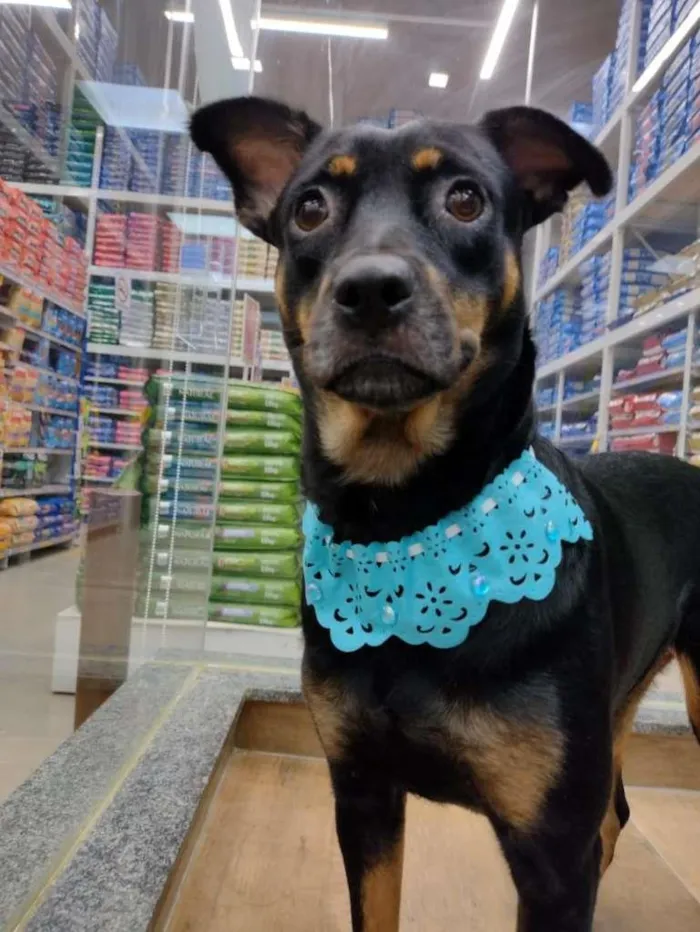 Cachorro raça SRD idade 1 ano nome Pandora