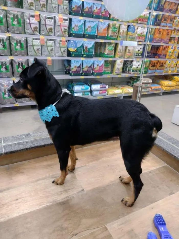 Cachorro raça SRD idade 1 ano nome Pandora