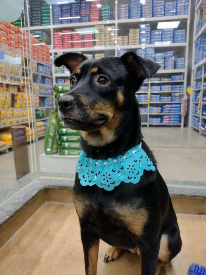 Cachorro raça SRD idade 1 ano nome Pandora