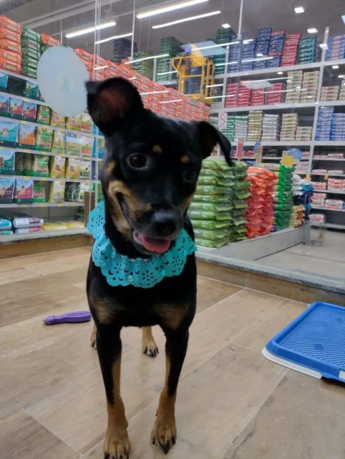 Cachorro raça SRD idade 1 ano nome Pandora